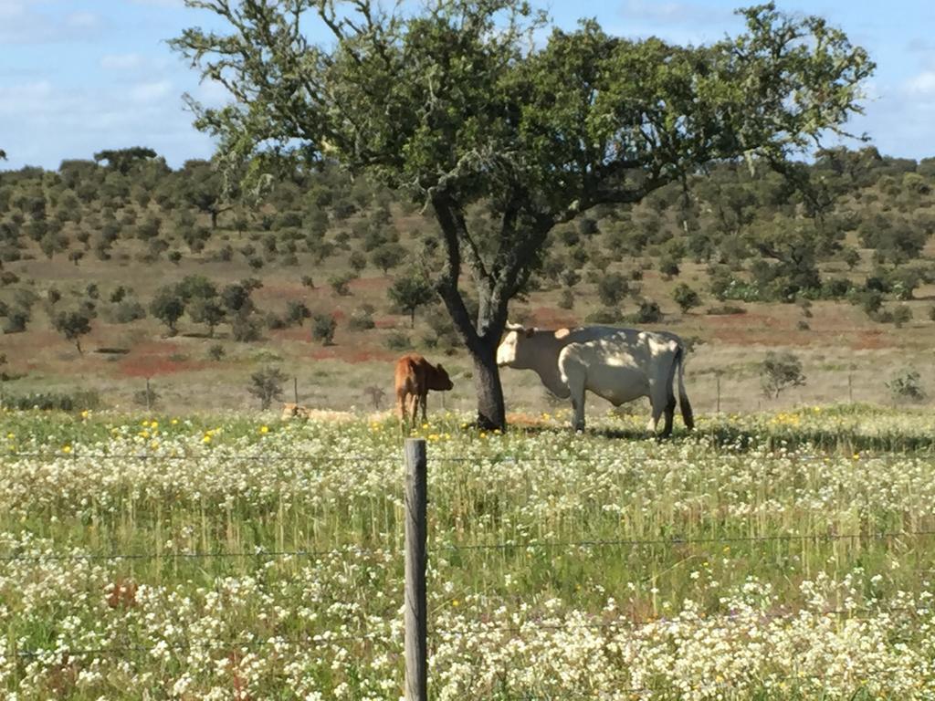 Casinha Das Flores Reguengos de Monsaraz Kültér fotó